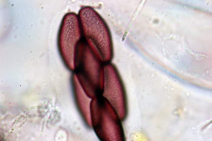 macrostoma