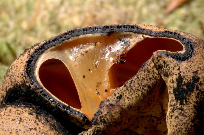 macrostoma