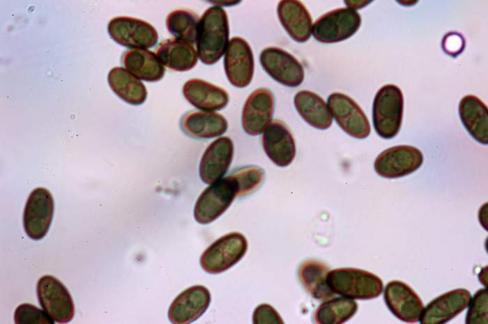 macrostoma