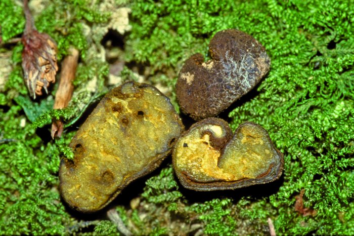 macrostoma