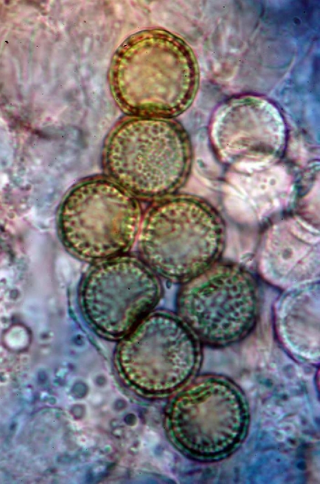 macrostoma