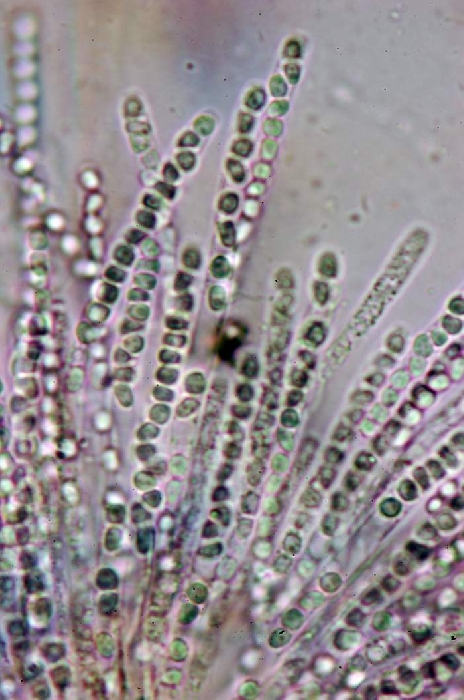 macrostoma