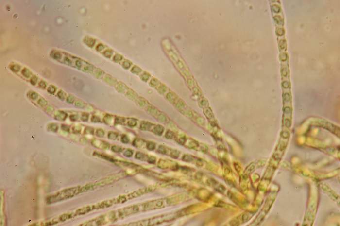 macrostoma