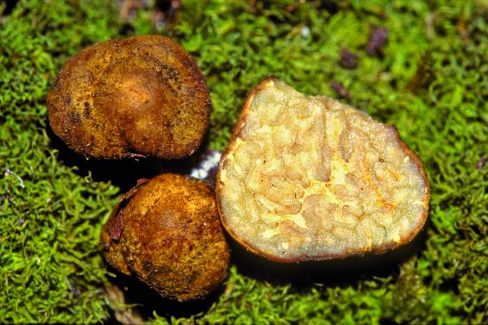 macrostoma