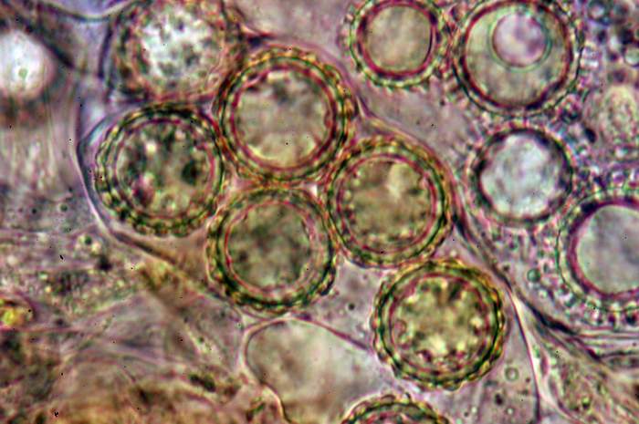macrostoma