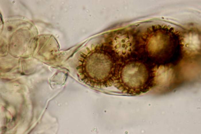 macrostoma