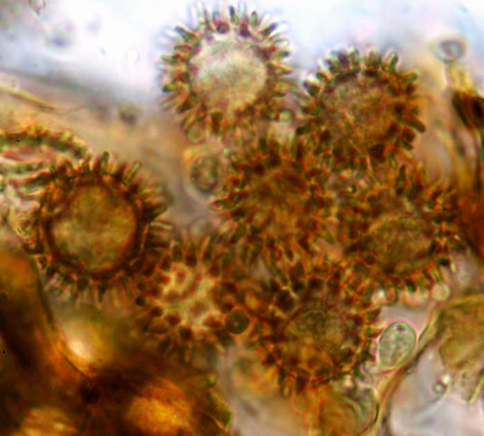 macrostoma