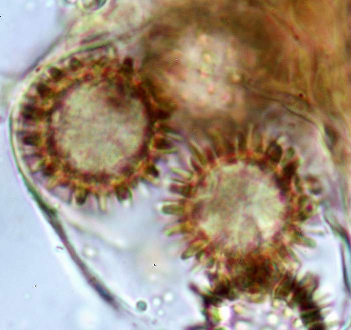 macrostoma