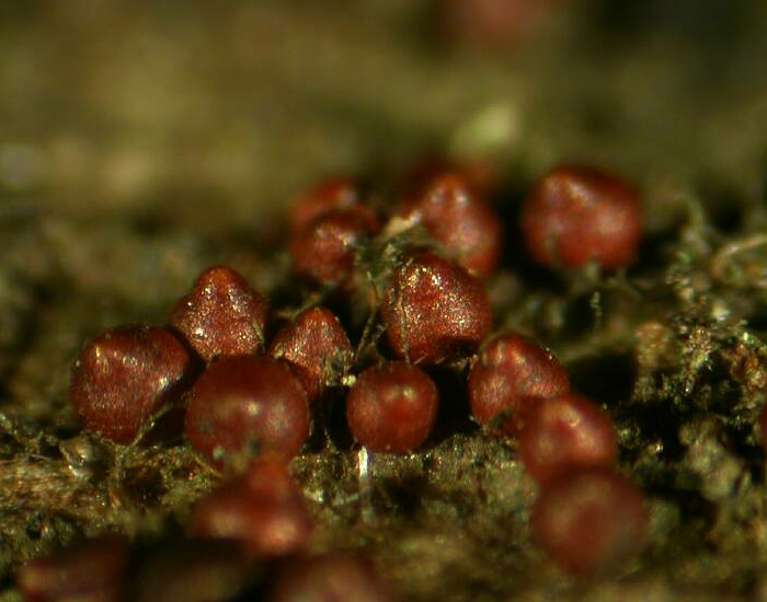 macrostoma