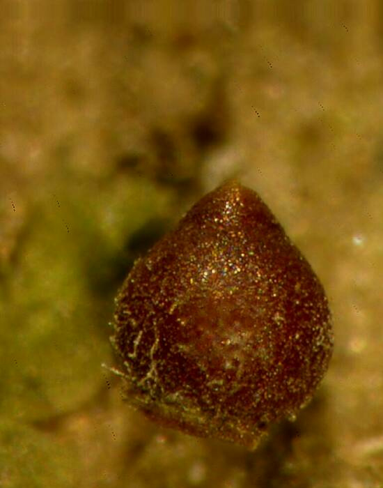 macrostoma
