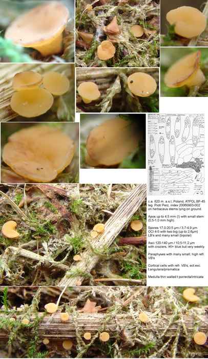 macrostoma