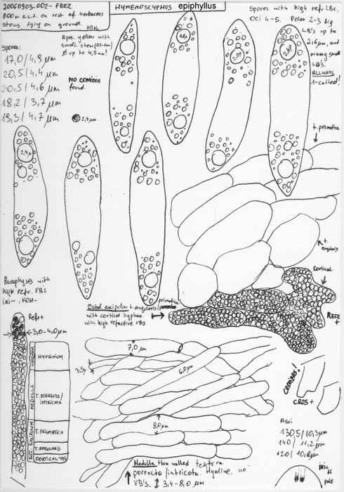 macrostoma