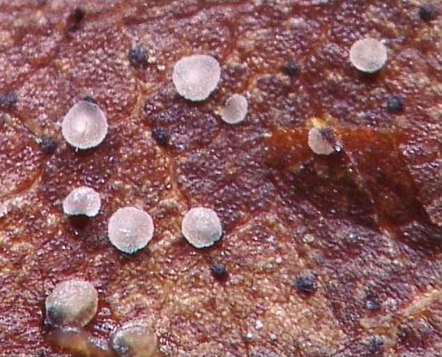 macrostoma