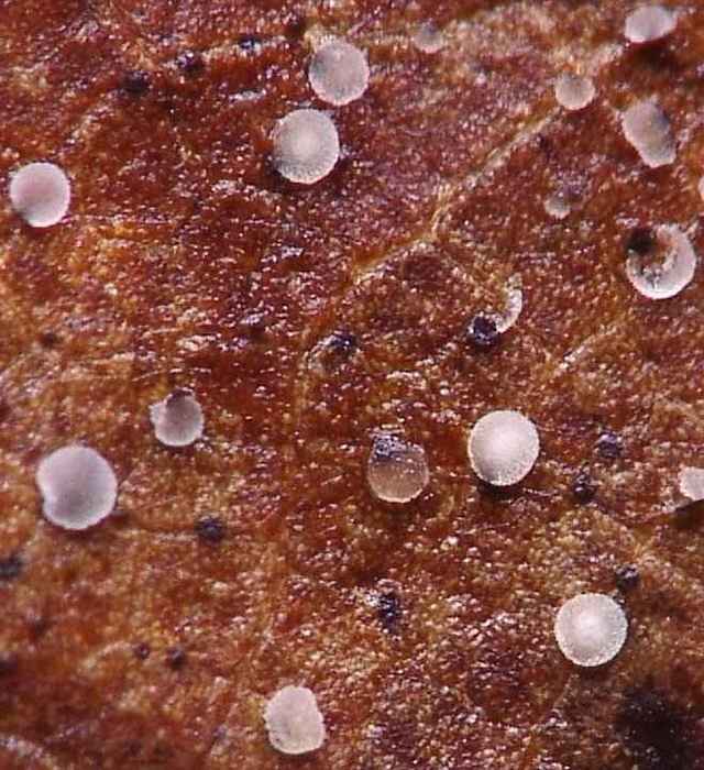 macrostoma