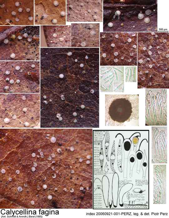 macrostoma