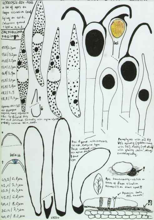 macrostoma