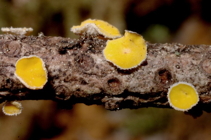 macrostoma
