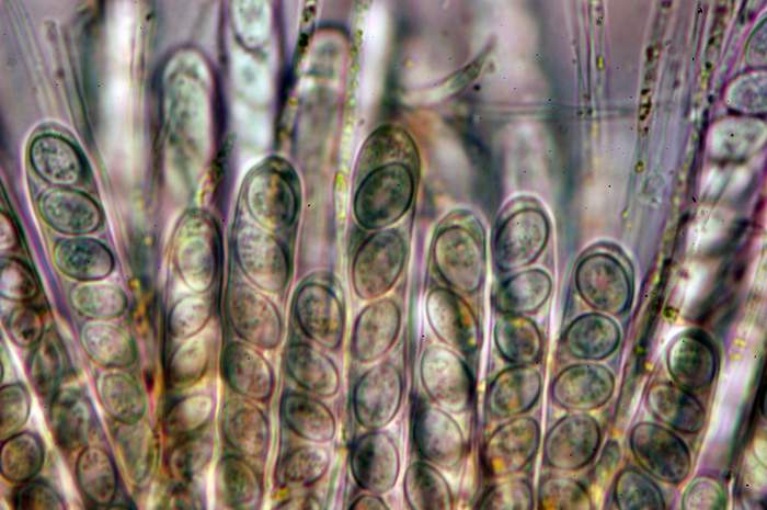 macrostoma