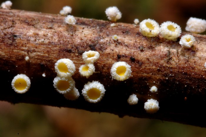 macrostoma