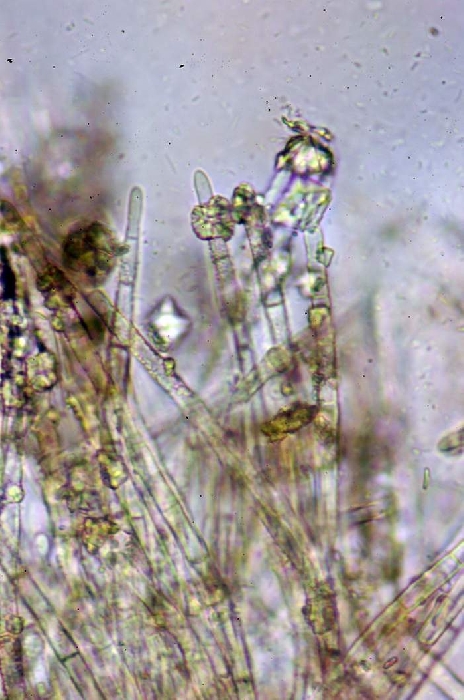 macrostoma