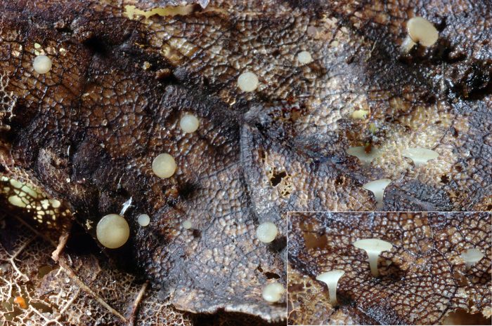 macrostoma