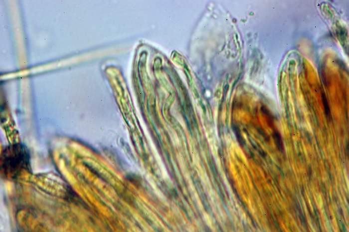 macrostoma