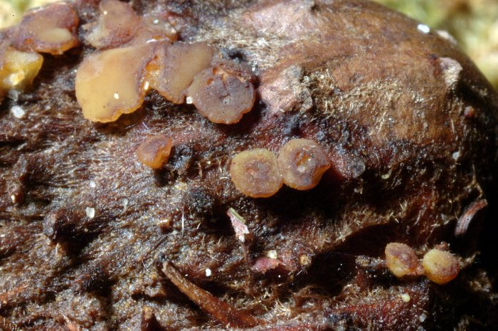 macrostoma