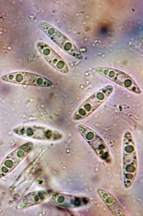 macrostoma
