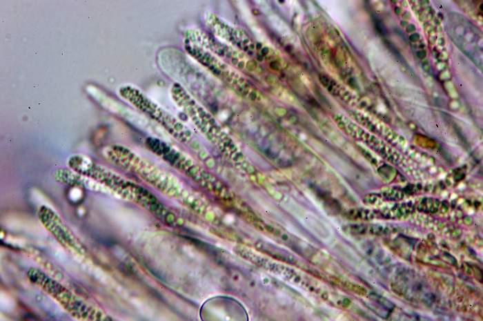 macrostoma