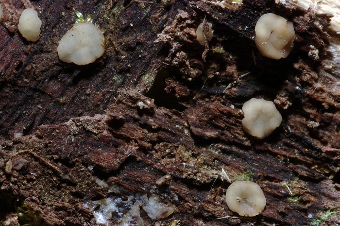 macrostoma