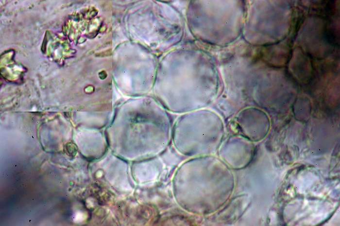 macrostoma