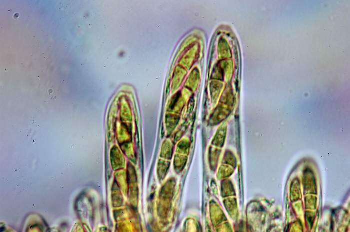 macrostoma