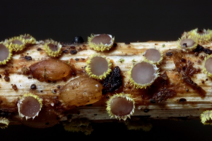 macrostoma