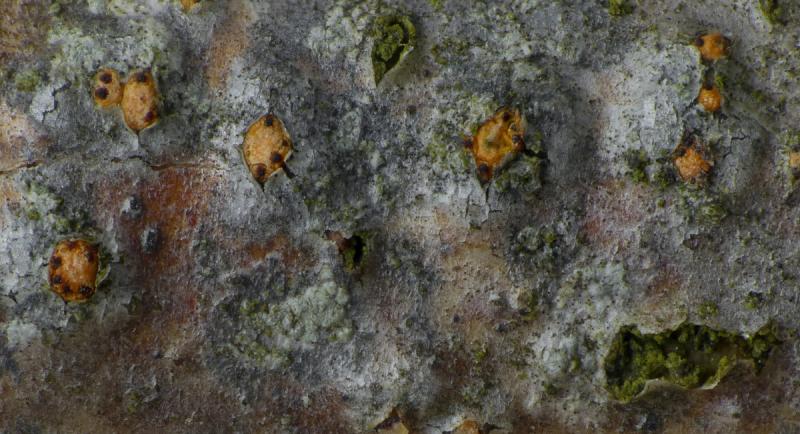 macrostoma