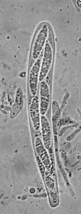 macrostoma