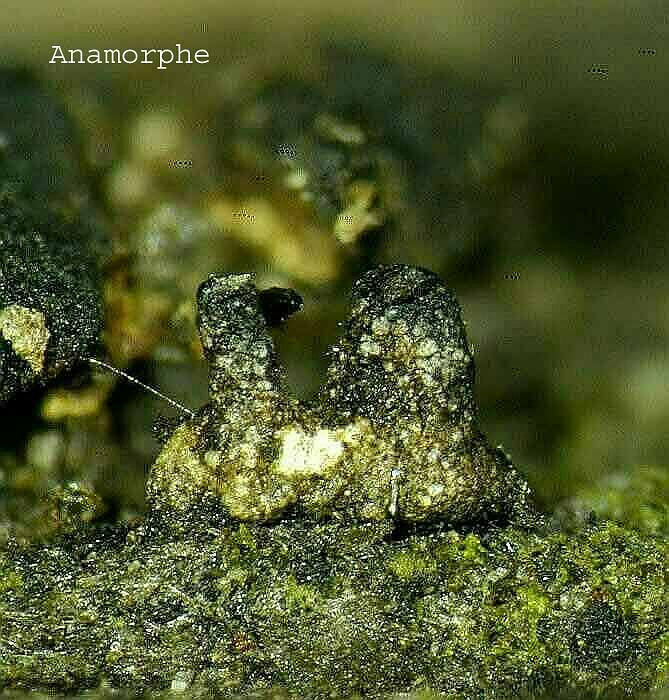 macrostoma