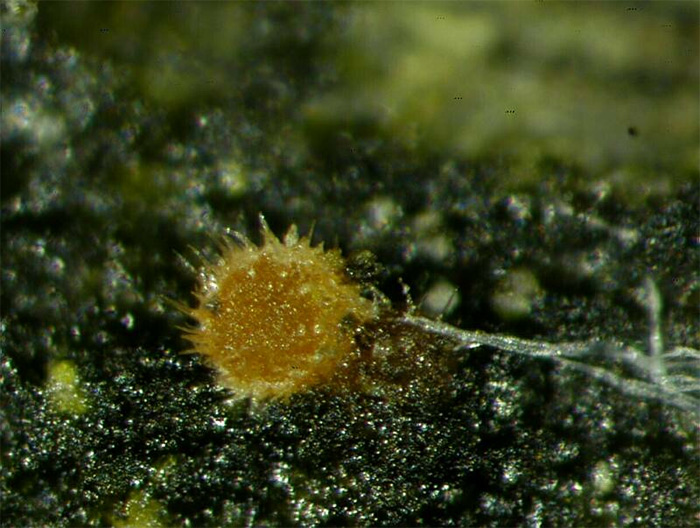 macrostoma
