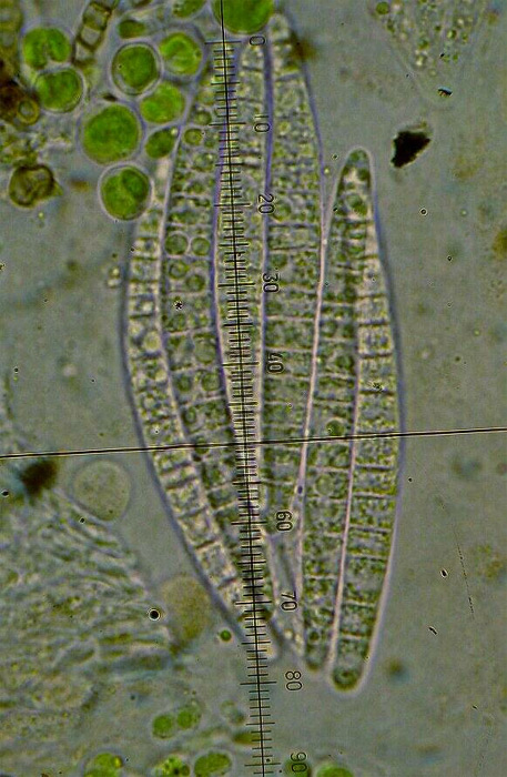 macrostoma