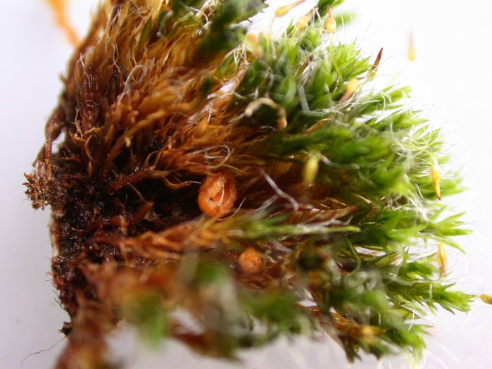 macrostoma