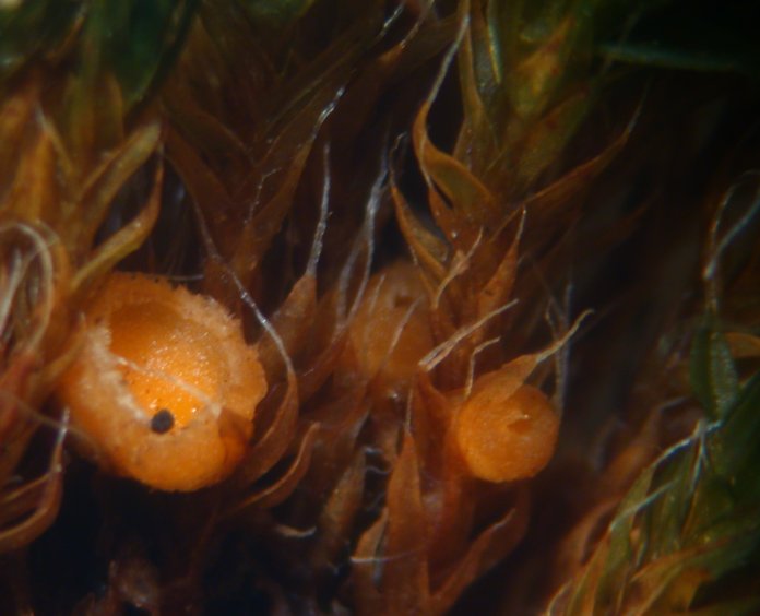 macrostoma