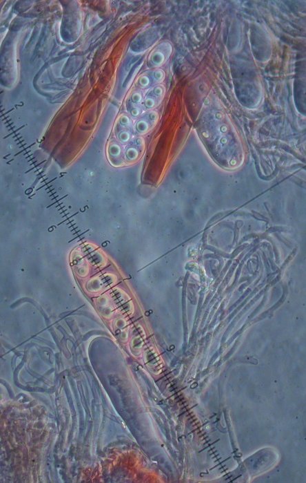 macrostoma