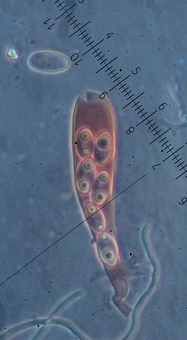 macrostoma