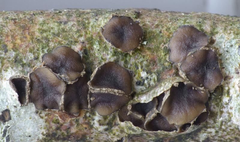 macrostoma