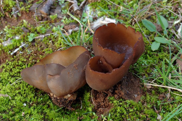 macrostoma