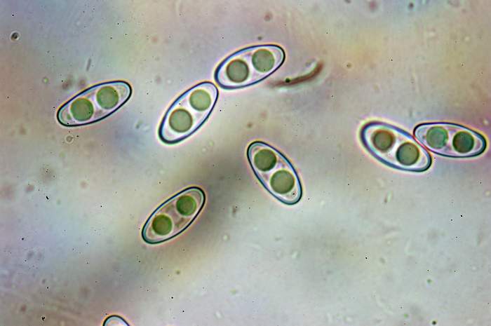 macrostoma