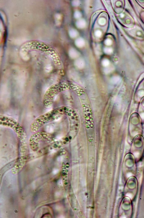 macrostoma