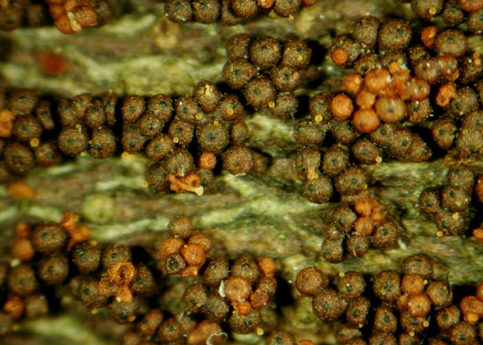 macrostoma