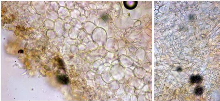 macrostoma