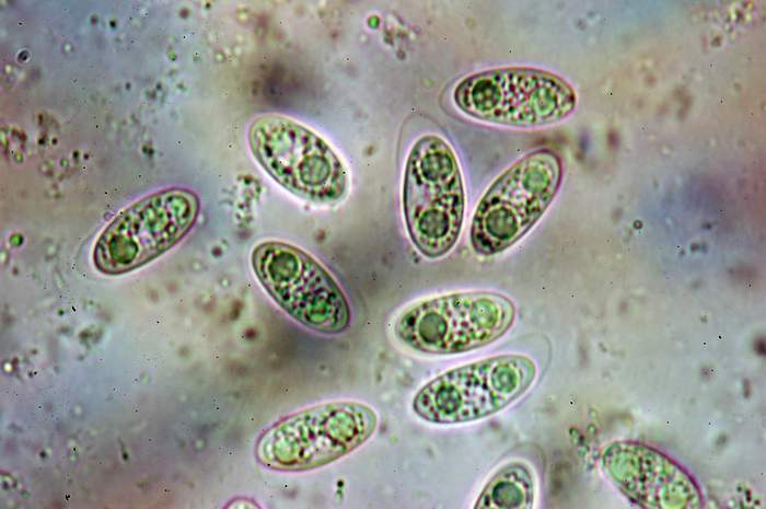 macrostoma