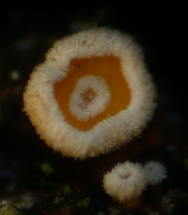macrostoma